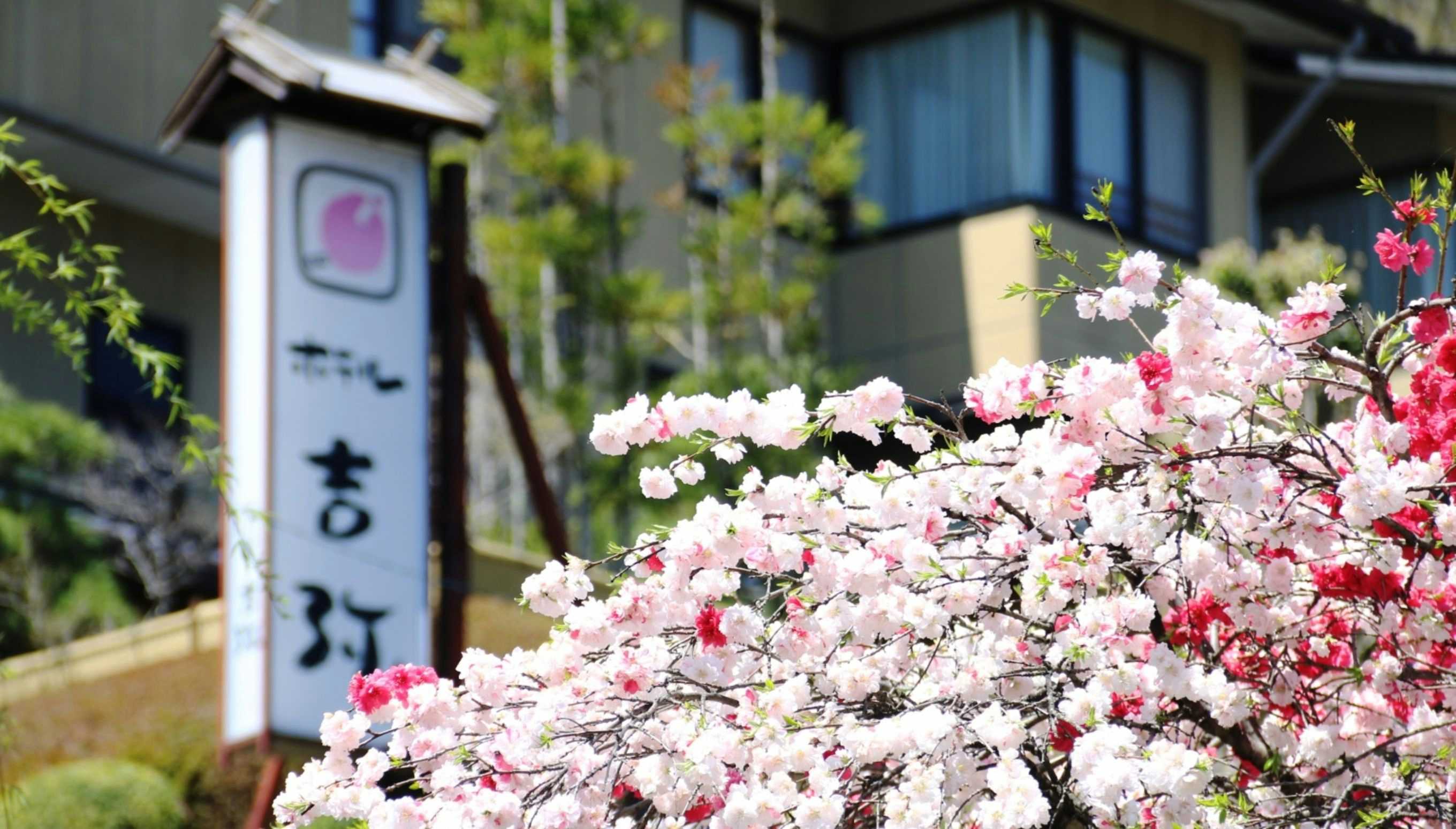 Kaiseki and Robata Inn Kichiya with the property sign framed by blooming pink flowers.