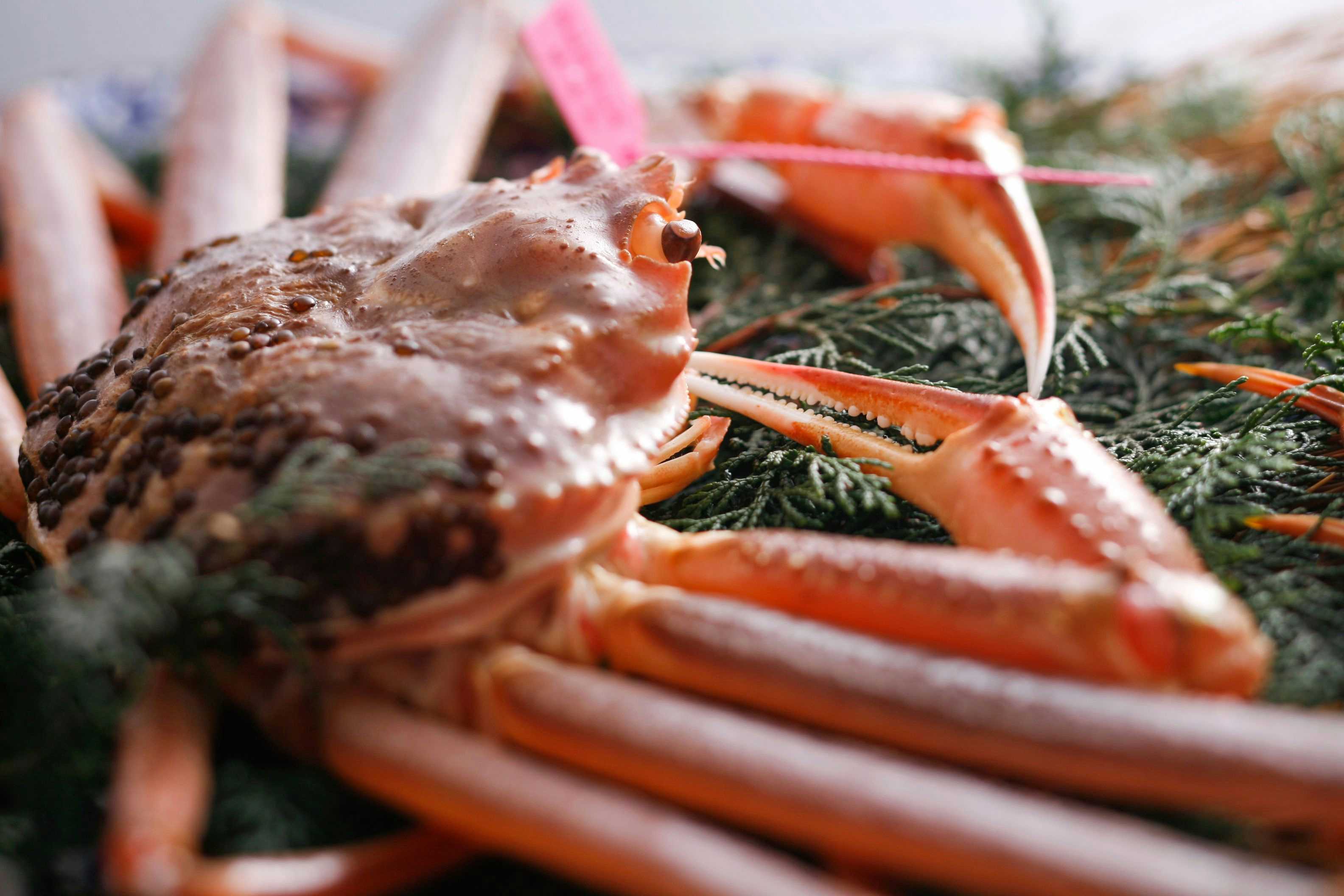 Kasumi Umenoya with this scene, where a close view shows the patterned shell and legs of a snow crab.