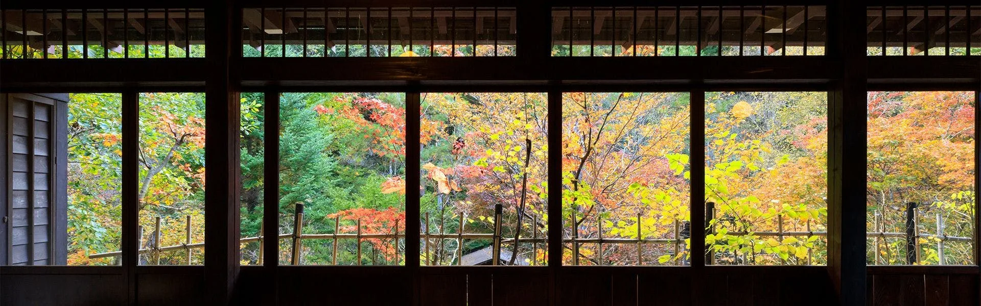 Autumn canopy blazing red and gold through Yumoto Choza's lattice windows