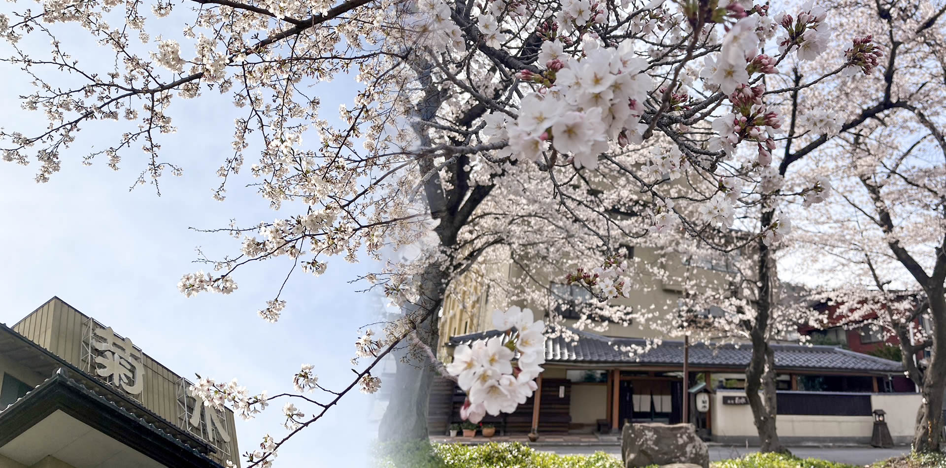 Exterior beneath cherry blossoms.