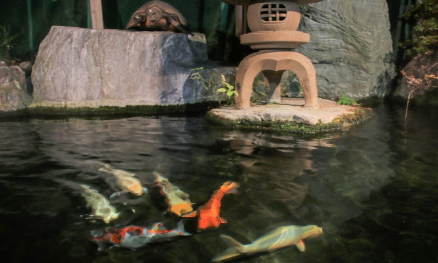 Colorful koi swimming in the lobby's stone-edged indoor pond.