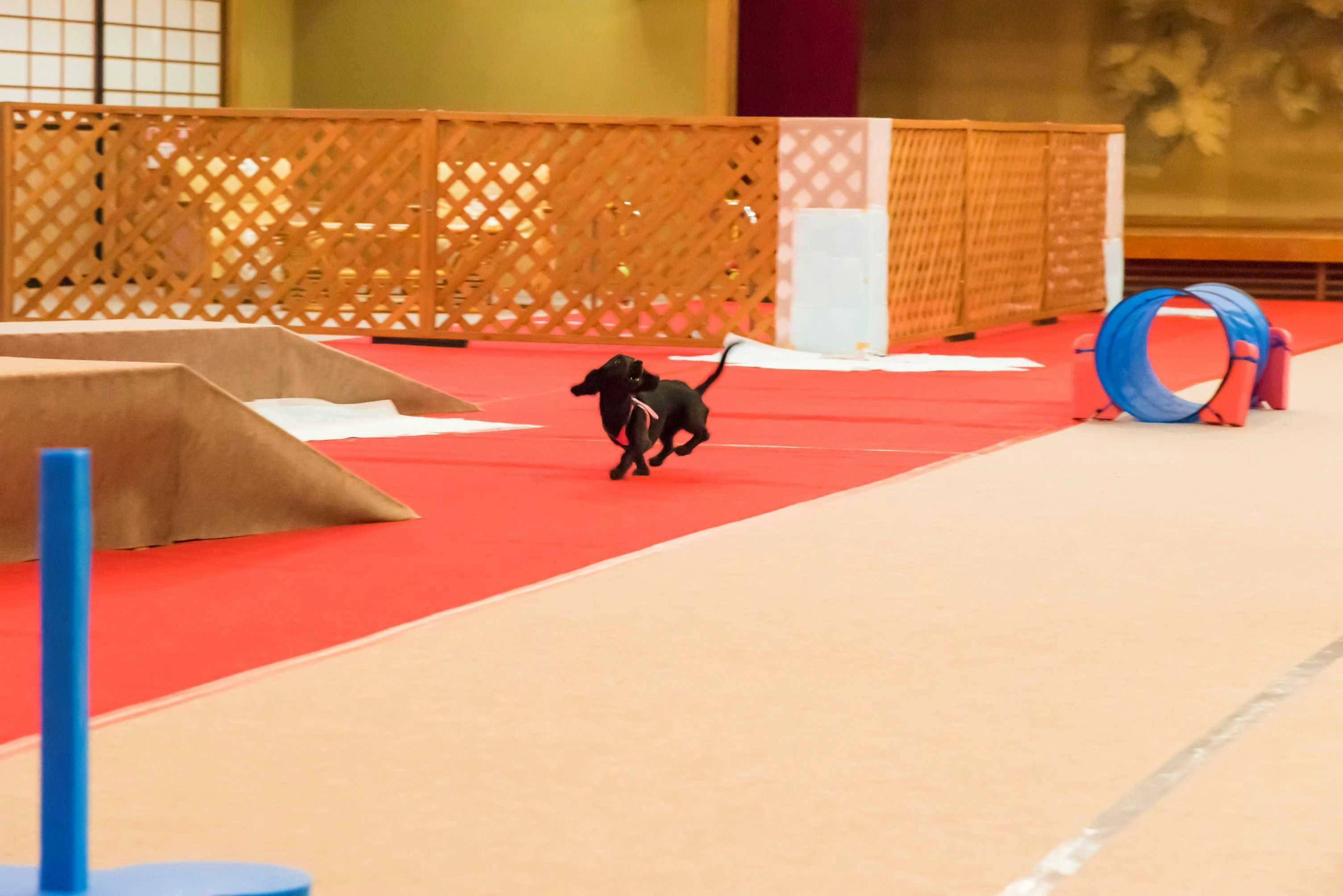 Authentic Inn for Stays with Your Beloved Dog - Awara Onsen Tsukika with an indoor dog play area with agility equipment.