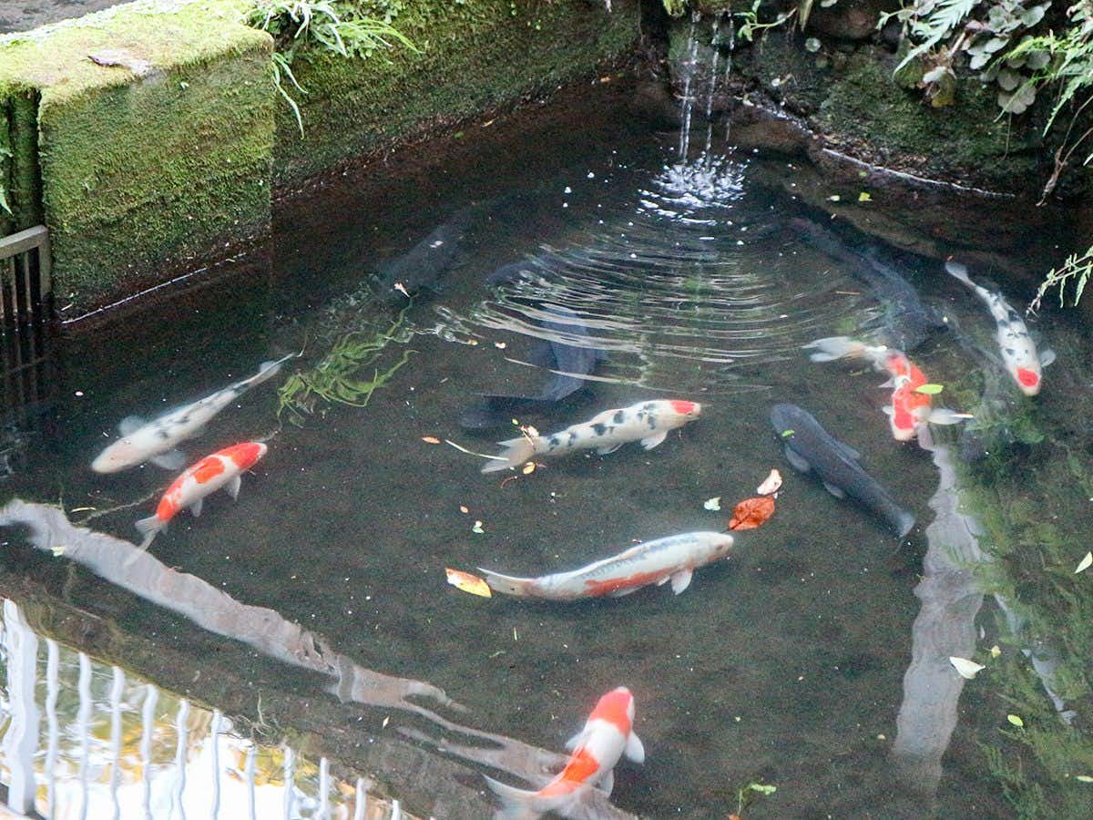 Kakuto Onsen with bright koi swimming through a clear garden pond.