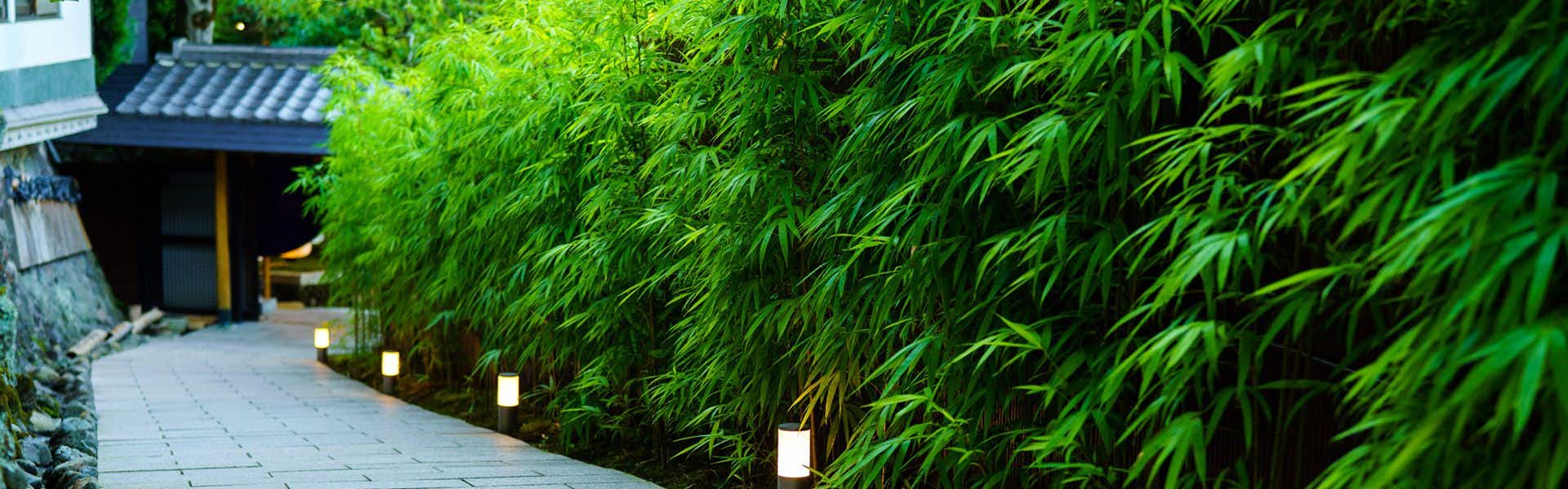 Beppu Showa-en with a lantern-lined pathway winding between lush bamboo.