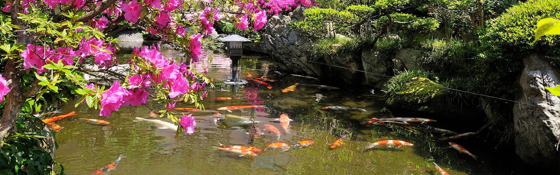 Haiya magenta flowering vines above water pond with orange and pale fish, stone lantern