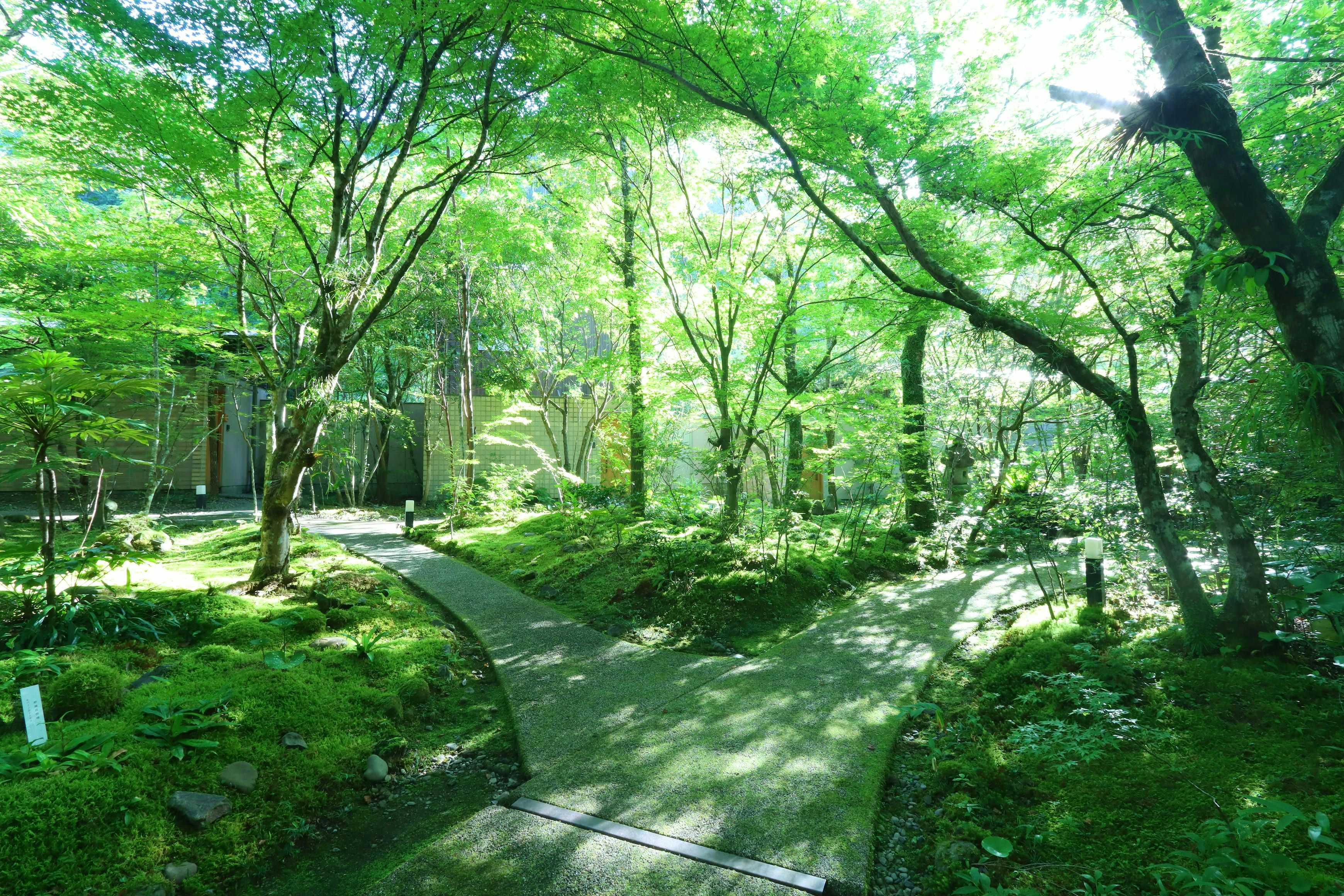 Kitago Neiroka no Toki Nemunohana